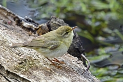 Lövsångare - Lövsångare. Sveriges talrikaste fågelart, förekommer i skog över hela landet.