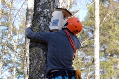 Uppsättning av holkar i Vallaskogen