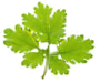 Rädda Vallaskogen